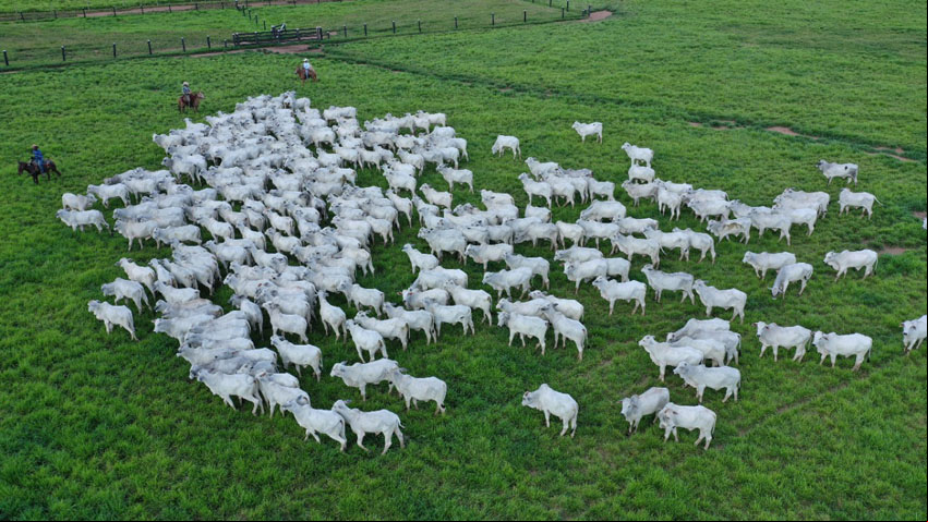 União Europeia pede adiamento da entrada em vigor da lei antidesmatamento