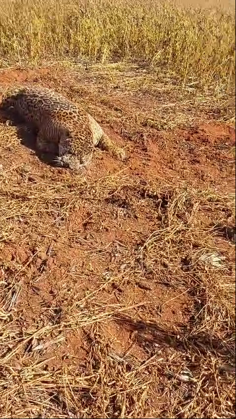 Onça-pintada é encontrada morta em lavoura em Querência; Veja vídeo